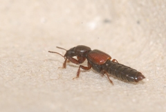 Bledius gallicus