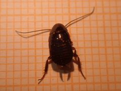 Loboptera canariensis