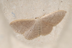 Idaea distinctaria