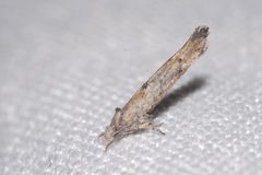 Zelleria oleastrella