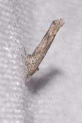 Zelleria oleastrella