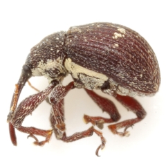 Anthonomus leucostictus