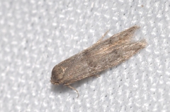 Blastobasis phycidella