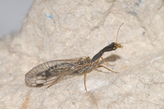 Raphidiinae