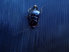 Loboptera canariensis