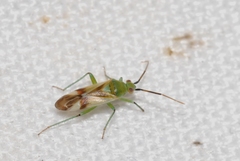 Megalodactylus macularubra