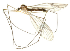 Trichocera regelationis