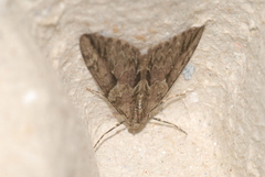 Thera cupressata