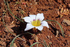Romulea atrandra