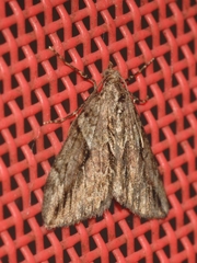 Thera cupressata