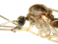 Trichocera regelationis