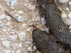 Diacrita