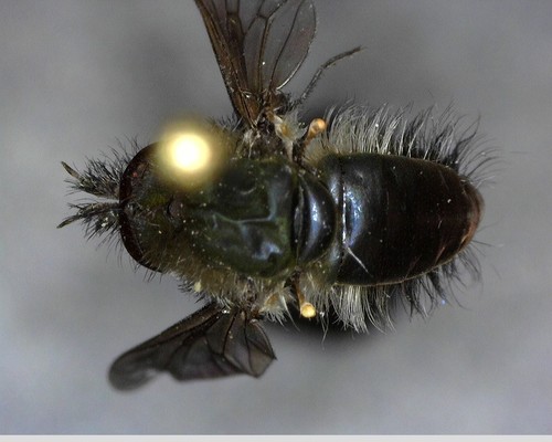 iNaturalist observation photo of Conophorus