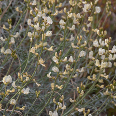 Astragalus pachypus