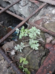 Artemisia absinthium