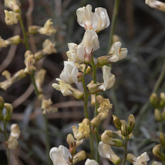 Astragalus pachypus