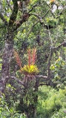 Vriesea altodaserrae