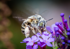 Amegilla quadrifasciata