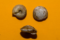 Aegopis gemonensis