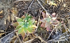 Dudleya caespitosa