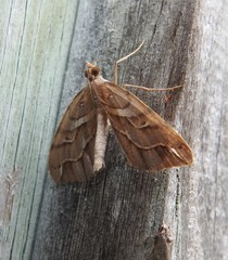 Chalastra aristarcha