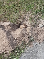 Ctenomys