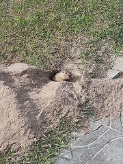 Ctenomys