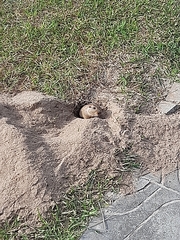 Ctenomys