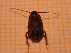 Loboptera canariensis