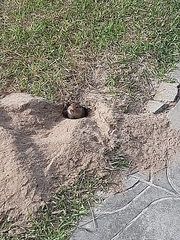 Ctenomys