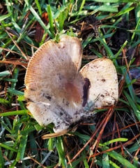 Russula foetentula