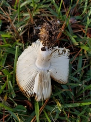 Russula foetentula