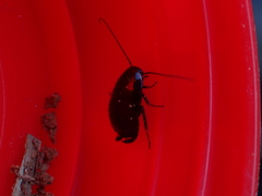 Loboptera canariensis