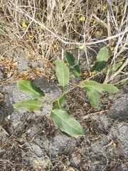 Hyperbaena ilicifolia