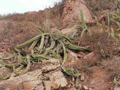 Stenocereus standleyi