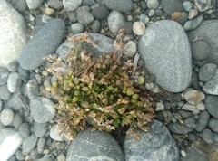 Crassula decumbens
