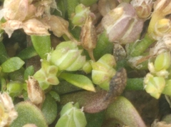 Crassula decumbens
