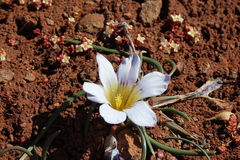 Romulea atrandra