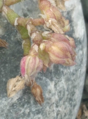 Crassula decumbens