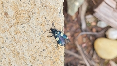 Astylus sexmaculatus