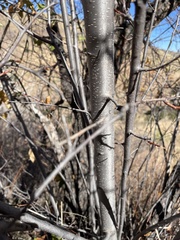 Prunus serotina virens