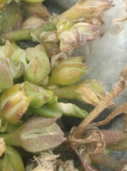 Crassula decumbens
