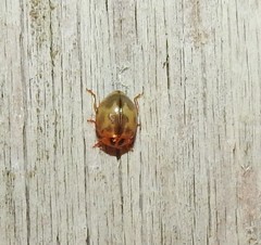 Harmonia antipoda