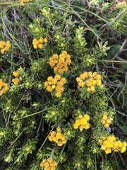 Helichrysum trilineatum