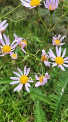 Senecio icoglossus