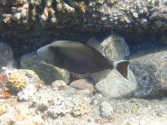 Sufflamen albicaudatum