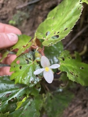Begonia harlingii
