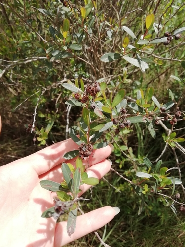 Escallonia megapotamica (Escallonia megapotamica)