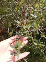 Escallonia megapotamica