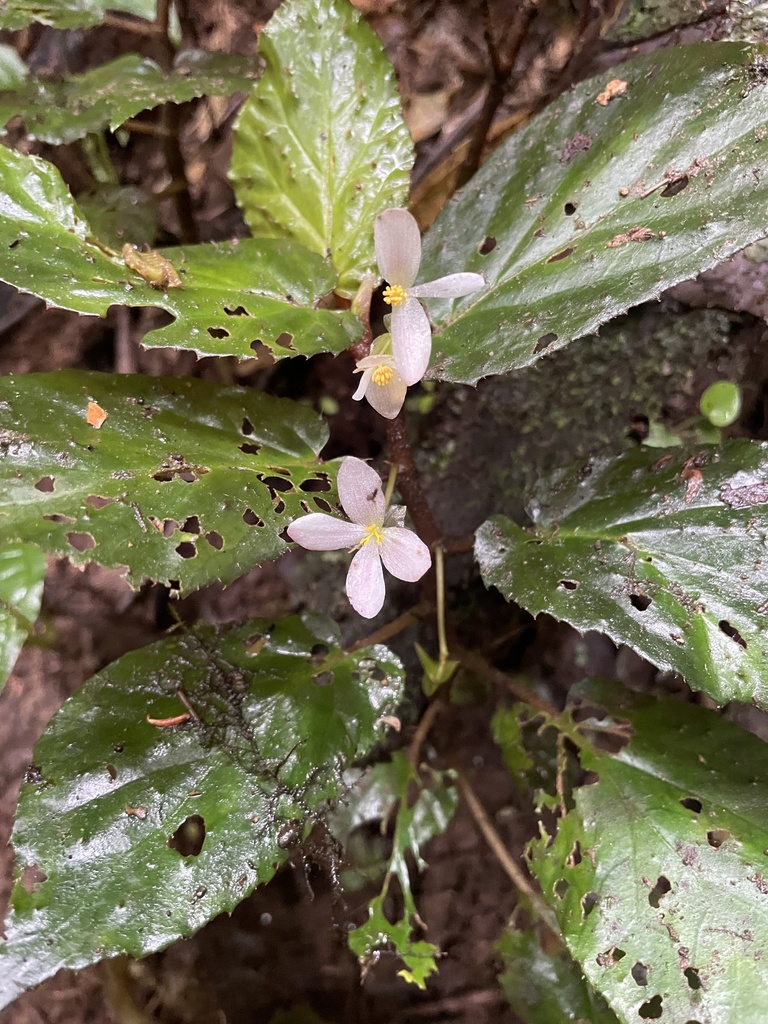 Begonia harlingii